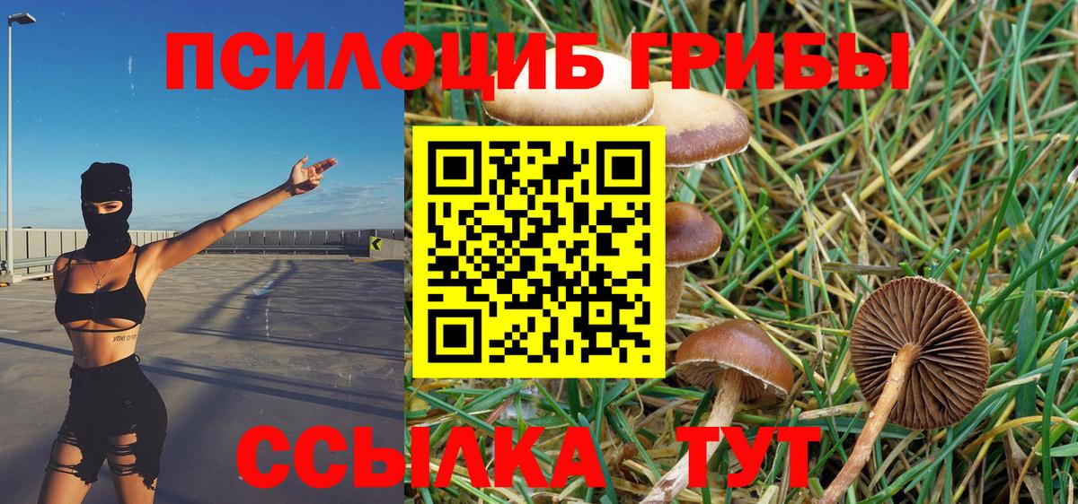 Галлюциногенные грибы Psilocybine cubensis Жуковский